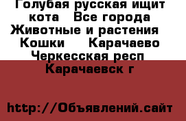 Голубая русская ищит кота - Все города Животные и растения » Кошки   . Карачаево-Черкесская респ.,Карачаевск г.